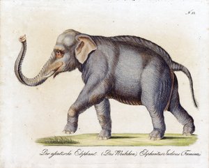 Asiatisk elefant (hun) (trykk) av Karl Joseph Brodtmann