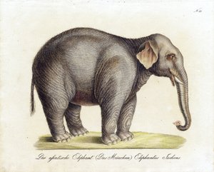 Asiatisk elefant (hann) (trykk) av Karl Joseph Brodtmann