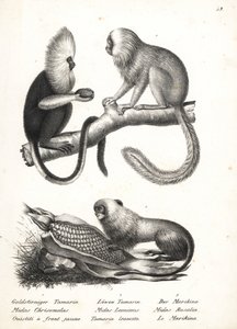 Buffy-headed silkeaper, Callithrix flaviceps (utrydningstruet) 1, og gylden løve tamarin, Leontopithecus rosalia (utrydningstruet) 2,3. Litografi av Karl Joseph Brodtmann fra Heinrich Rudolf Schinz