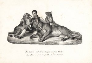 Løvinne og unger med trener, Panthera leo. Litografi av Karl Joseph Brodtmann fra Heinrich Rudolf Schinz