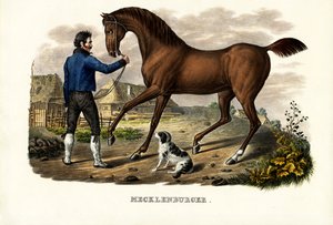 Mecklenburger Horse, 1824 av Karl Joseph Brodtmann