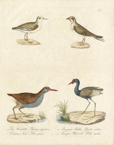 Phalarope, Tern, Jacana og Vannrille (trykk) av Karl Joseph Brodtmann