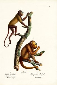 Red Howler Monkeys, 1824 av Karl Joseph Brodtmann