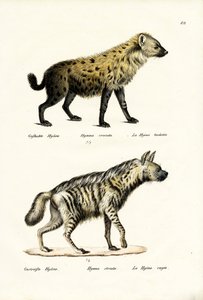Spotted Hyaena, 1824 av Karl Joseph Brodtmann