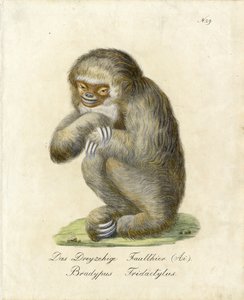 Tretået dovendyr (trykk) av Karl Joseph Brodtmann