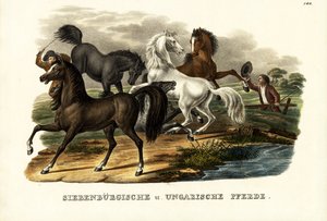 Transylvanske og ungarske hester, 1824
