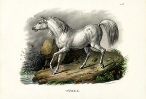 Tyrkisk hest, 1824 av Karl Joseph Brodtmann