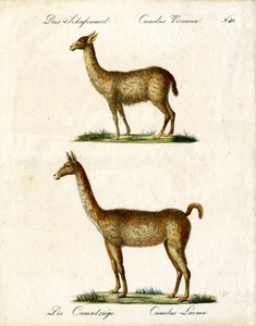 Vicuña og lama (trykk) av Karl Joseph Brodtmann