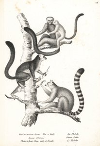 Hvithodelemur, Eulemur albifrons, hann og hunn, truet 1, og ringhalelemur, Lemur catta, truet 2. Litografi av Karl Joseph Brodtmann fra Heinrich Rudolf Schinz