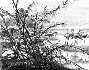 A Parliament of Birds on the Lake Menaleh, 1880
