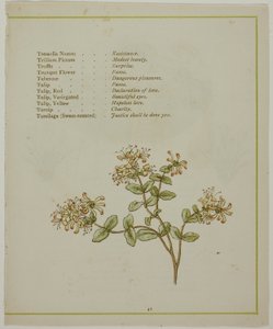 Valerian Through Volkamenia, fra The Illuminated Language of Flowers av Kate Greenaway