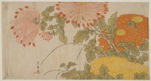 Krysantemum, ca. 1780 (farget treblokktrykk; surimono) av Katsukawa Shunsho