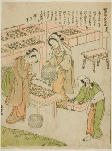 Plate 6 (Undersøkelse av de nylig spunnne kokongene), fra serien "Kaiko Yashinai-gusa" av Katsukawa Shunsho