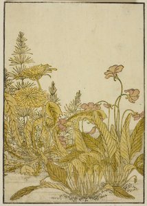 Spring Flowers: Violets and Dandelions, fra boken "Mirror of Beautiful Women of the Pleasure Quarters (Seiro bijin awase sugata kagami)," vol. 1 av Katsukawa Shunsho