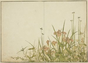 Summer Flowers: Irises and Water Plantains, fra boken "Mirror of Beautiful Women of the Pleasure Quarters (Seiro bijin awase sugata kagami)," vol. 1 av Katsukawa Shunsho