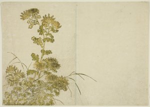 Winter Flowers: Chrysanthemums, fra boken "Mirror of Beautiful Women of the Pleasure Quarters (Seiro bijin awase sugata kagami)," vol. 1 av Katsukawa Shunsho