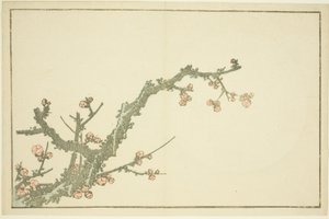 Blooming Plum Tree, fra The Picture Book of Realistic Paintings of Hokusai (Hokusai shashin gafu) av Katsushika Hokusai