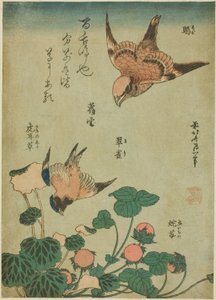 Oksehodet Shrike og Bluebird med saxifrage og villjordbær (Mozu, ruri, yukinoshita, hebi-ichigo), fra en serie med blomster og fugler uten tittel av Katsushika Hokusai
