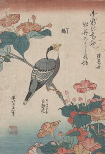 Grosbeak on Mirabilis, fra en serie uten tittel kalt Small Flowers av Katsushika Hokusai