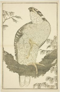 Hawk, fra The Picture Book of Realistic Paintings of Hokusai (Hokusai shashin gafu) av Katsushika Hokusai
