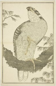 Hawk, fra The Picture Book of Realistic Paintings of Hokusai (Hokusai shashin gafu) av Katsushika Hokusai