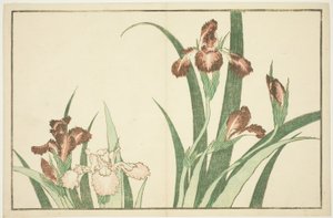 Iris, fra The Picture Book of Realistic Paintings of Hokusai (Hokusai shashin gafu) av Katsushika Hokusai
