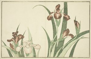 Iris, fra The Picture Book of Realistic Paintings of Hokusai av Katsushika Hokusai