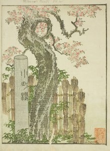 Komachi Cherry Tree (Komachi zakura), fra den illustrerte boken "Picture Book of Amusements of the East (Ehon Azuma asobi)" av Katsushika Hokusai