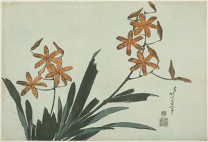 Oransje orkideer, fra en blomsterserie uten navn av Katsushika Hokusai