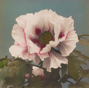 Tree Paeony