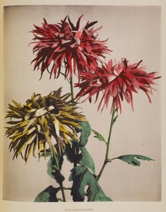 Krysantemum