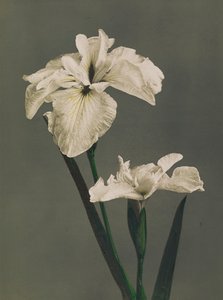 Iris Kaempferi, 1896 (håndfarget collotype)