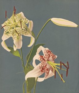 Lilies, 1897 (håndfarget collotype)