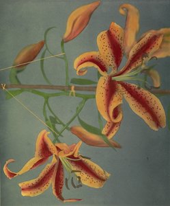 Lily, 1896 (håndfarget collotype)