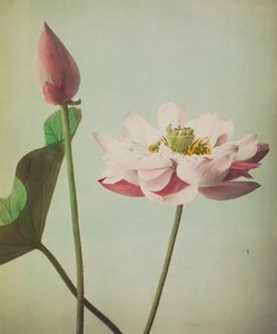 Lotus, 1896 (håndfarget collotype)