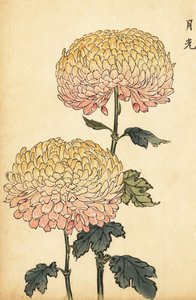 Hybrid gull og rosa pompongkrysantemum., 1893 (gravering)