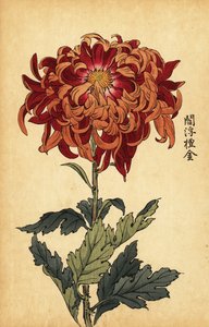Hybrid oransje og crimson krysantemum., 1893 (gravering) av Keika Hasegawa