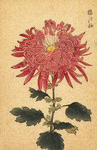 Hybrid rosa fjærkrysantemum., 1893 (gravering) av Keika Hasegawa