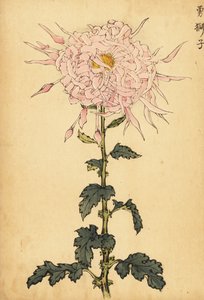 Hybrid rosa edderkoppkrysantemum., 1893 (gravering)