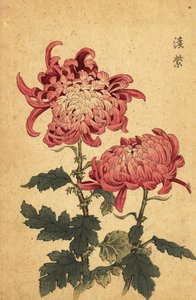 Hybrid lakserosa krysantemum., 1893 (gravering)