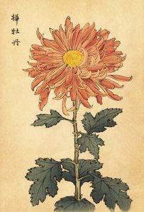 Hybrid lakserosa krysantemum., 1893 (gravering) av Keika Hasegawa