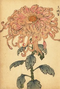 Hybrid lakserosa krysantemum med krøllede kronblad., 1893 (gravering)