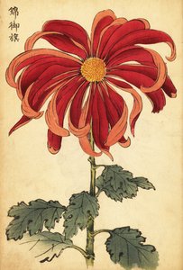 Hybrid skarlagenrød og rosa krysantemum., 1893 (gravering) av Keika Hasegawa