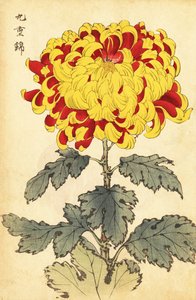 Hybrid skarlagenrød og gul krysantemum., 1893 (gravering) av Keika Hasegawa