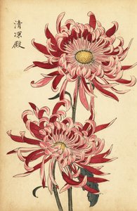 Hybrid spraglete rosa og skarlagen edderkoppkrysantemum., 1893 (gravering)