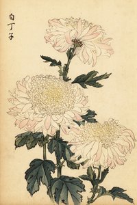 Hybrid hvit og rosa krysantemum., 1893 (gravering)