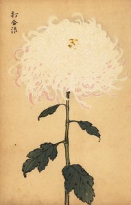 Hybrid hvit krysantemum., 1893 (gravering) av Keika Hasegawa