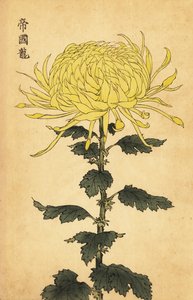 Hybrid gul krysantemum., 1893 (gravering)