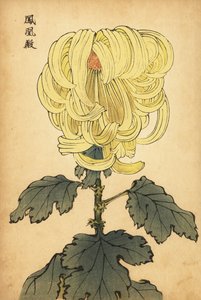 Hybrid gul incurve krysantemum., 1893 (gravering) av Keika Hasegawa