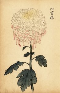 Spraglet hvit og rosa krysantemum., 1893 (gravering)
